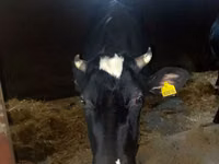 गाय, गोलस्टीन नस्ल — फ़ोटो 2