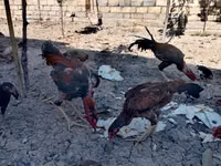 Yapon Bantam — 2-rasm