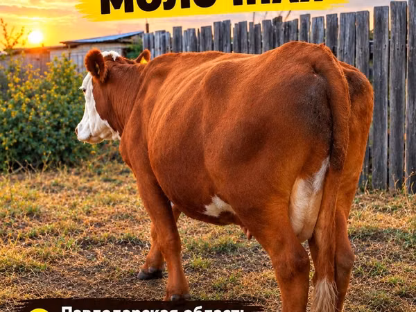 गाय, Simmental cattle — कज़ाखस्तान
