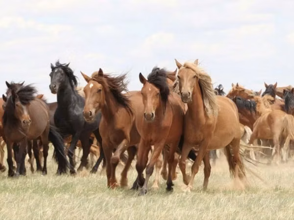 فرس, Horse breed — كازاخستان