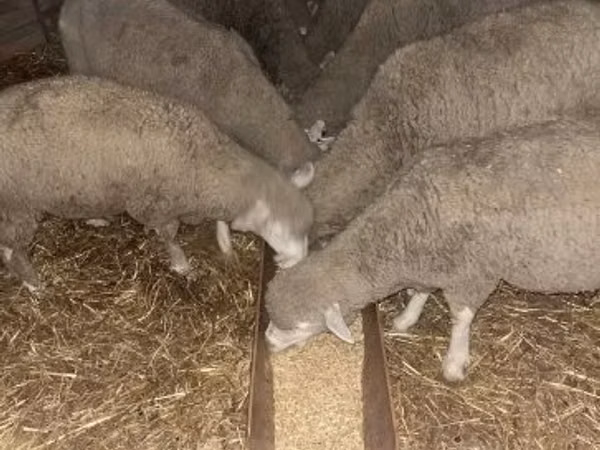 Oveja, Ovejas