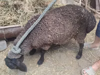 Schaf, Saryarka sheep — Foto 2