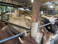 Cow, Cattle — photo 3