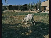 母山羊, Saanen goat — 照片 1