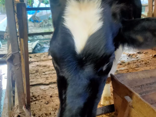 गाय, Simmental cattle — उज़्बेकिस्तान