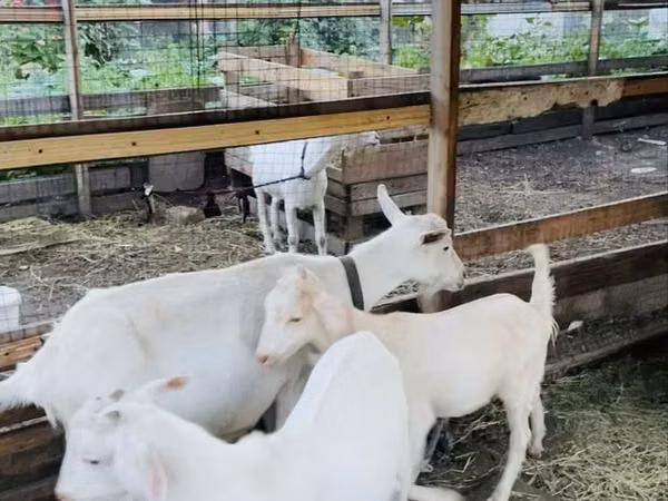 母山羊, Goats — 哈萨克斯坦