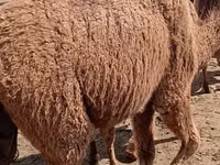 Kamele (Partie, Geschlecht nicht angegeben), Kazakh Bactrian camel — Foto 5