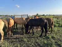 فرس, Horse breed — الصورة 7