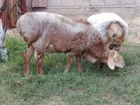 Carnero, Arashan sheep — foto 2
