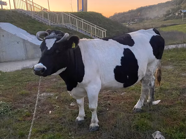 بقرة, Russian Black pied cattle