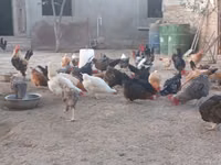 Chickens — الصورة 7