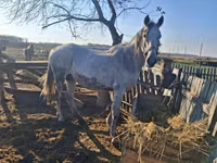 Stute, Kazakh horse — Foto 2