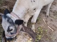 牛只（批次，未指定性别）, Cattle — 照片 2