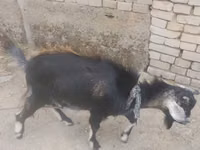 تيس, الماعز — الصورة 1