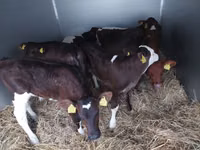 Bulle, Simmental cattle — Foto 2