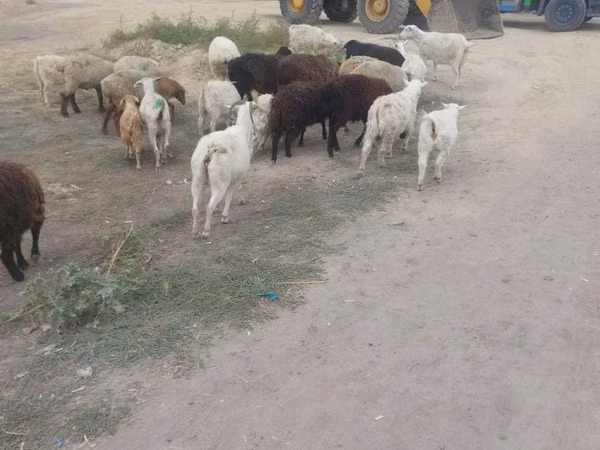 نعجة, الأغنام — كازاخستان