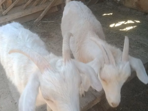 Ziege, Nubian Goat