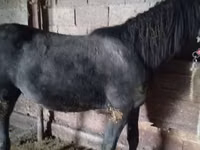 Caballo, Caballos — foto 3