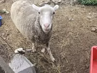Oveja, Australian merinos sheep — foto 2