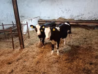 Vaca, Russian Black pied cattle — foto 5