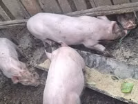 Säue, Schweine — Foto 1