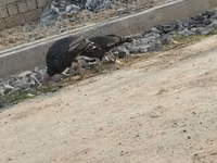 Turkeys — Foto 5
