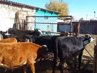 Rinder (Partie, Geschlecht nicht angegeben), Swiss cattle — Foto 2