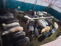 Қошқар, Қойлар — 7-сурет