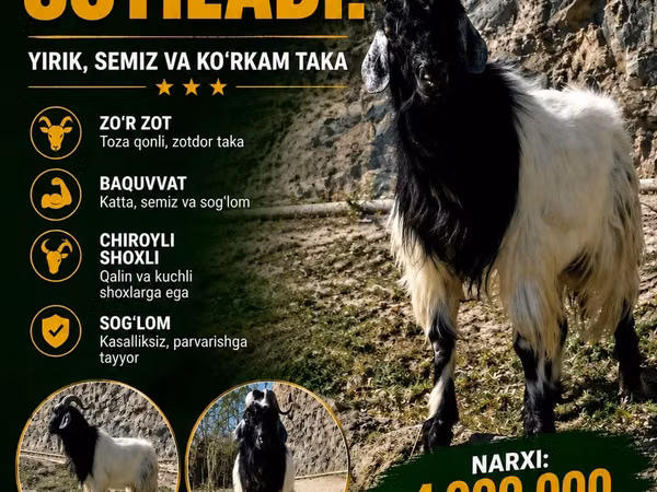 تيس, الماعز — أوزبكستان