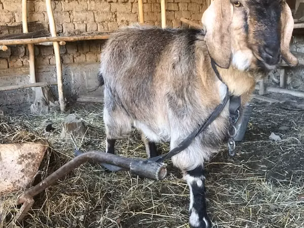 Ziege, Beetal goats — Usbekistan