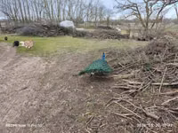 Turkeys — Foto 6