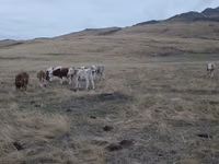 Bulle, Simmental cattle — Foto 5