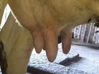 母牛, Cattle — 照片 5