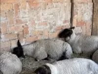 Schaf, White Suffolk sheep — Foto 1