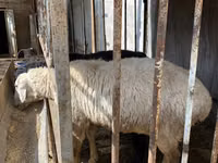 كبش, الأغنام — الصورة 2