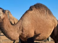 骆驼（批次，未指定性别）, Kazakh Bactrian camel — 照片 1