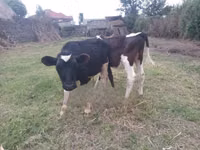 公牛, Russian Black pied cattle — 照片 2