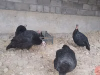 Turkeys — Foto 2