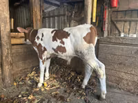 Toro, Simmental cattle — foto 1