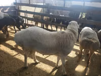 Widder, Suffolk sheep — Foto 4