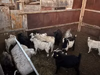 母山羊, Goats — 照片 1