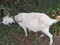 Ziege, Saanen goat — Foto 1