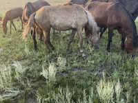 Mare, Horses — photo 2