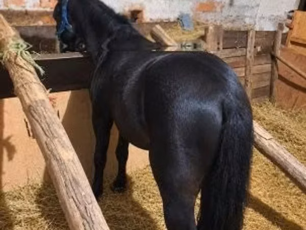 Horse (M), Horses