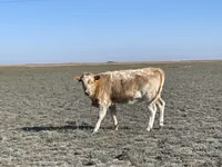 गाय, मवेशी — फ़ोटो 3