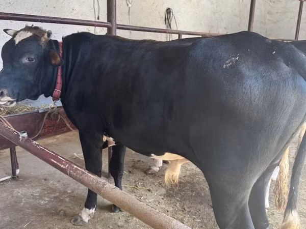 Bulle, Holstein-Rasse
