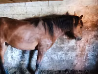 خيول (دفعة، الجنس غير محدد), Horse breed — الصورة 3