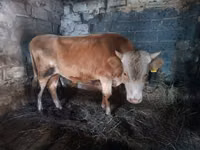 公牛, Simmental cattle — 照片 1
