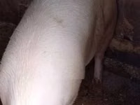 Eber, Schweine — Foto 2