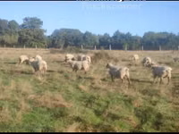 Oveja, Vendee sheep — foto 3